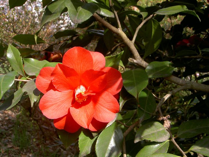 Parco Botanico del Gambarogno
